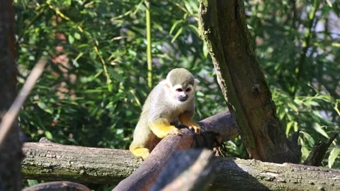A squirrel monkey perched on a branch looks to the left, with green leaves. Stock Footage 305264677