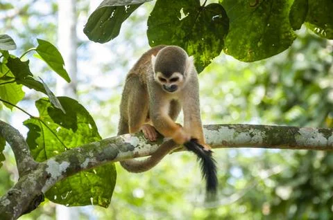 Squirrel Monkey Perched on Tree Branch Stock Photos