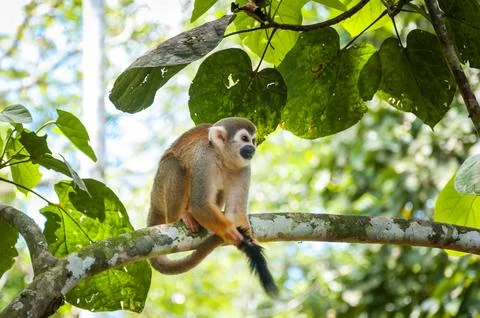 Squirrel Monkey Perched on Tree Branch Stock Photos