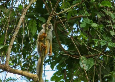 Squirrel monkey perching on tree branch in Suriname Stock Photos
