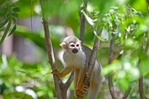 Squirrel Monkey Stock Photos