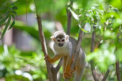 Squirrel Monkey Stock Photos