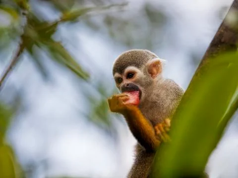 Squirrel Monkey Stock Photos