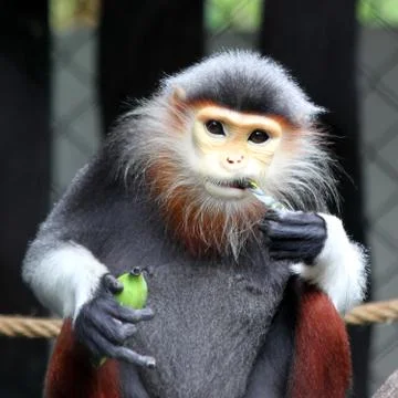 Squirrel monkey Stock Photos