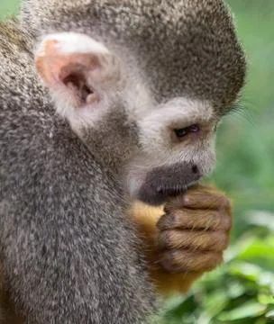 Squirrel monkey Stock Photos