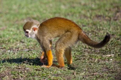 Squirrel monkey Stock Photos
