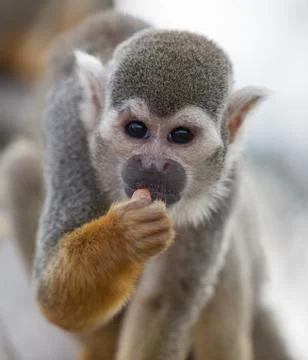 Squirrel monkey Stock Photos