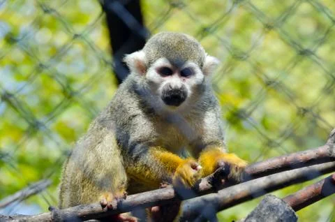 Squirrel monkey Stock Photos