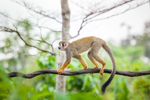 Squirrel monkey Stock Photos