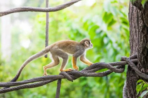 Squirrel monkey Stock-Fotos