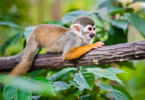 Squirrel monkey Stock Photos