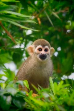 Squirrel Monkey Stock Photos