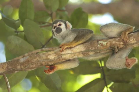 Squirrel monkey Stock Photos