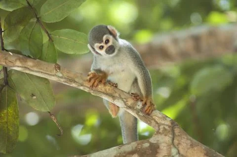Squirrel monkey Stock Photos