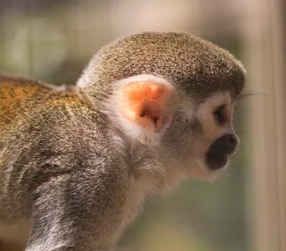 Squirrel monkey Stock Photos