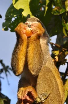 Squirrel monkey Stock Photos