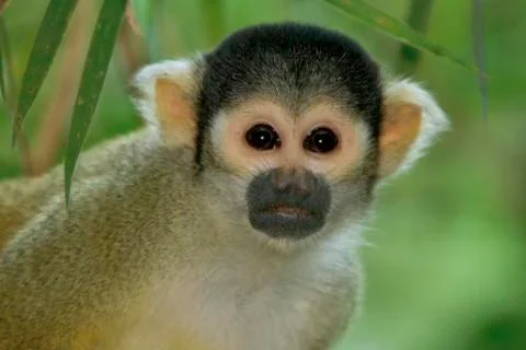 Squirrel Monkey Stock Photos
