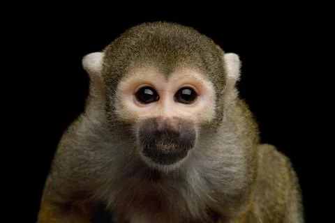 Squirrel Monkey Stock Photos