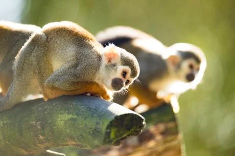 Squirrel monkey Stock Photos