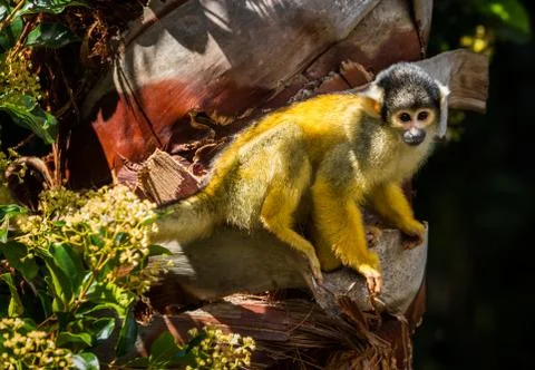 Squirrel Monkey Stock Photos