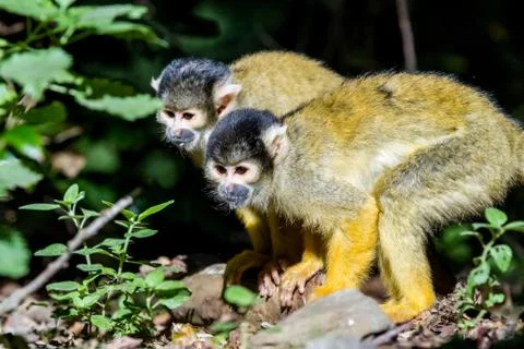 An Squirrel monkey Stock Photos