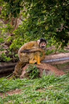 Squirrel Monkey Stock Photos
