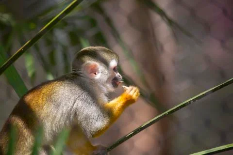 Squirrel Monkey Stock Photos