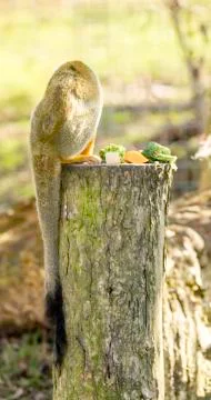 Squirrel Monkey Stock Photos