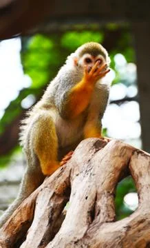 A squirrel  monkey Stock Photos