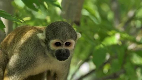 Squirrel monkey Stockfoto's
