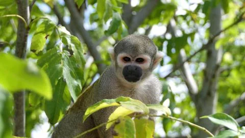 Squirrel monkey Stock Photos