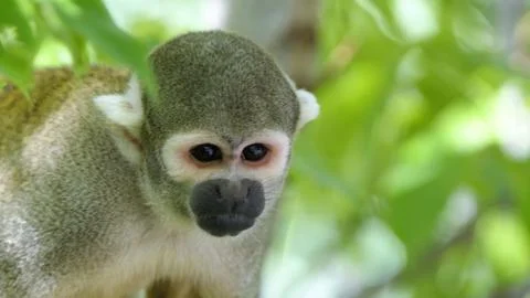 Squirrel monkey Stock Photos