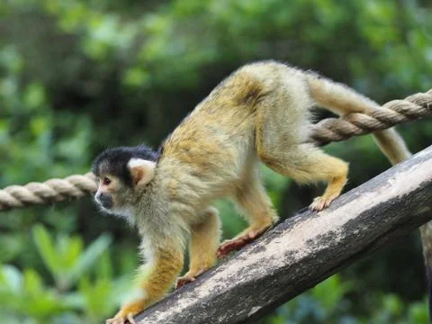 Squirrel monkey. Stock Photos