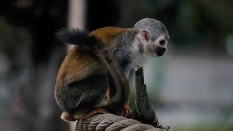 The squirrel monkey. Stock Photos