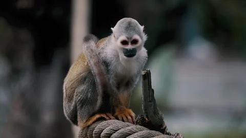 The squirrel monkey. Stock Photos