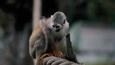 The squirrel monkey. Stock Photos