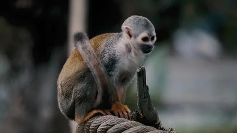 The squirrel monkey. Stock Photos