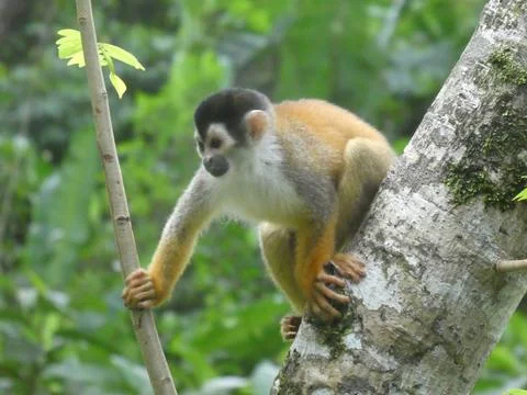 Squirrel monkey Stock Photos
