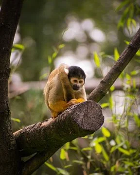 Squirrel monkey Stock Photos