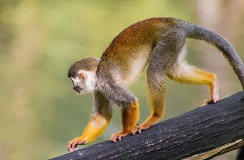Squirrel monkey. Stock Photos