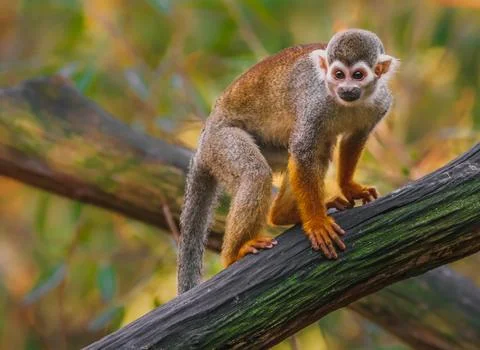 Squirrel monkey. Stock Photos