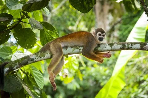 A squirrel monkey Foto stock