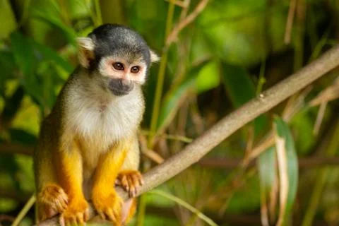 Squirrel monkey portrait Stock Photos