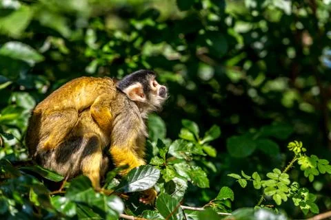 Squirrel monkey with a pup on its back Stock Photos