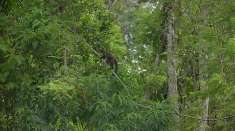 Squirrel monkey in the rainforest Stock Footage 64851693