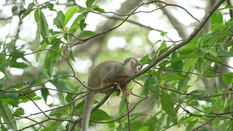 Squirrel Monkey Relaxing on Branch Amongst Lush Green Foliage Stock Footage 334637868