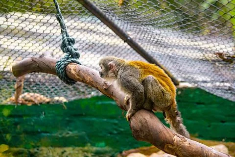 Squirrel monkey resting on a branch inside a mountain zoo enclosure Stock Photos