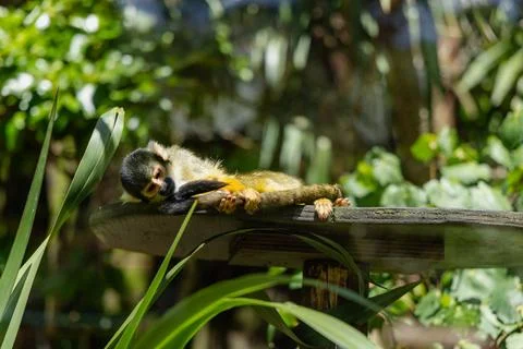Squirrel Monkey Resting Wooden Platform Outdoors Foto stock