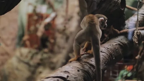 Squirrel monkey on a rope and a branch in a zoo Stock Footage 316832469