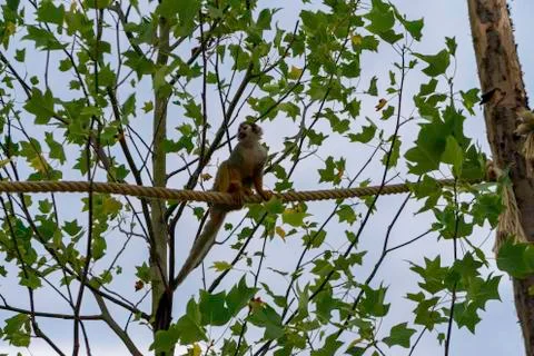 Squirrel monkey on a rope close-up Stock Photos